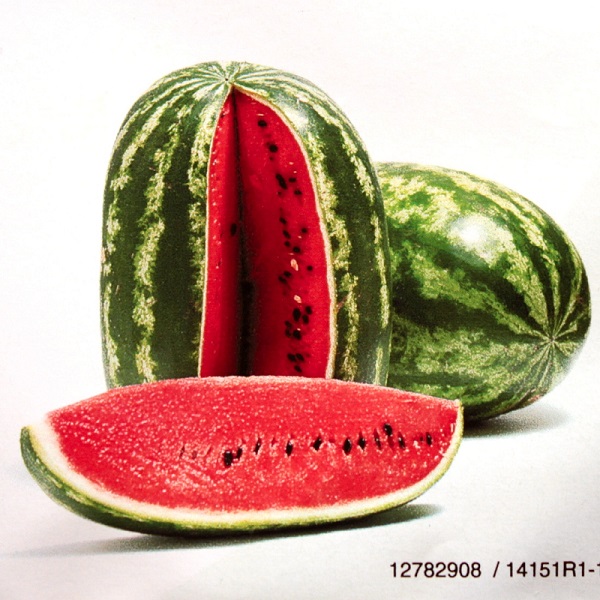 Dyňa (melón vodný) Santa Matilde F1 100 semien